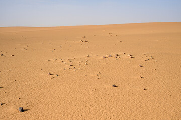 Paysage désertique avec dromadaires du Sahara en Mauritanie