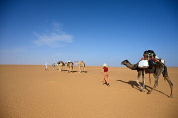 Dromadaires marchant dans le d&eacute;sert du Sahara en Mauritanie