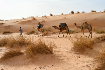 Dromadaires marchant dans le d&eacute;sert du Sahara en Mauritanie