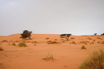 Paysage désertique de l'Adrar en Mauritanie