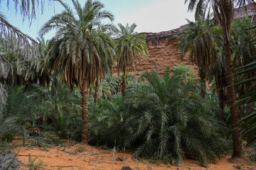 Palmiers &agrave; l'oasis de Terjit en Mauritanie
