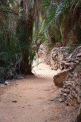 Chemin dans l'oasis de Terjit en Mauritanie
