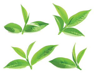 vector green tea leaves isolated on white