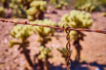 Rusted Barbed Wire Fence with Cholla Cactus in Desert Shallow Depth Eye Level