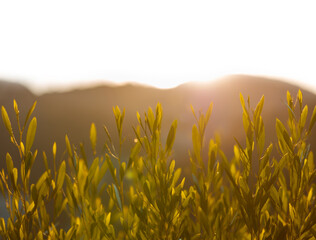 Natures Early Light over Fields