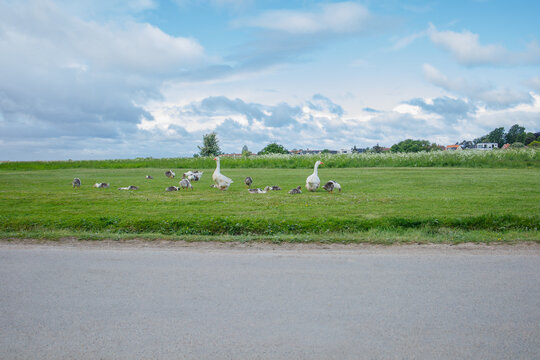 Geese with goslings grazing on the green spring meadow under blue sky in small town Dragor in Denmark