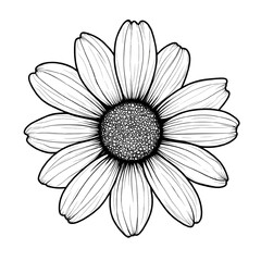 Detailed black and white illustration of a single daisy flower isolated on white background