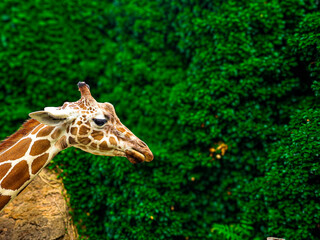 giraffe in Philly´s Zoo