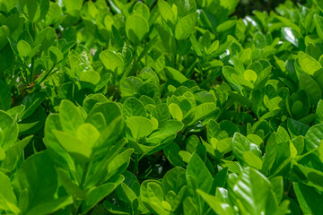 Buxus Green Foliage Close-Up, Vibrant Mood, Fresh Growth in Seoul, South Korea, Nature Concept