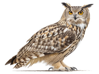 eagle owl isolated on white
