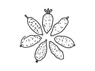 Sweet Potato Minimalist Line Illustration