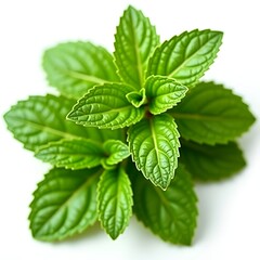 Fresh mint leaves isolated on white background