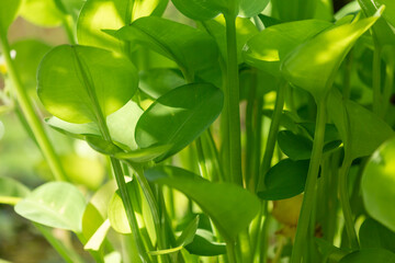 Beautiful Vibrant Green Foliage Background