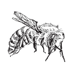 Hand drawn illustration of bee in vintage style, detailed outline drawing of insect