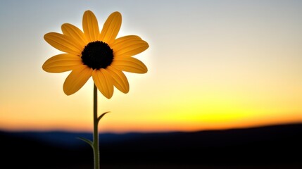 Sunset flower silhouette, field background, nature photography, peaceful scene, greeting card