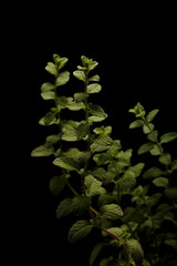 Fresh Oregano Leaves Against a Dark Background