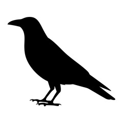 Silhouette of a black raven standing on the ground against white