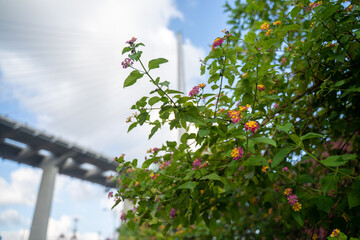 Flowers and Bridge