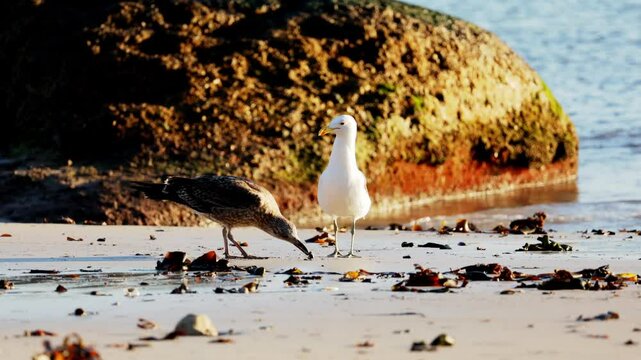 Close up high quality 4k video footage of seagulls mating walking feeding processes captured Cape's coast, Simon's Town beach boulders, salt water in background near Cape Town, South Africa
