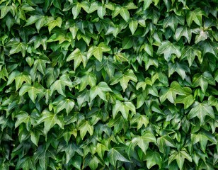 green ivy leaf texture wall in the garden for background and copy space