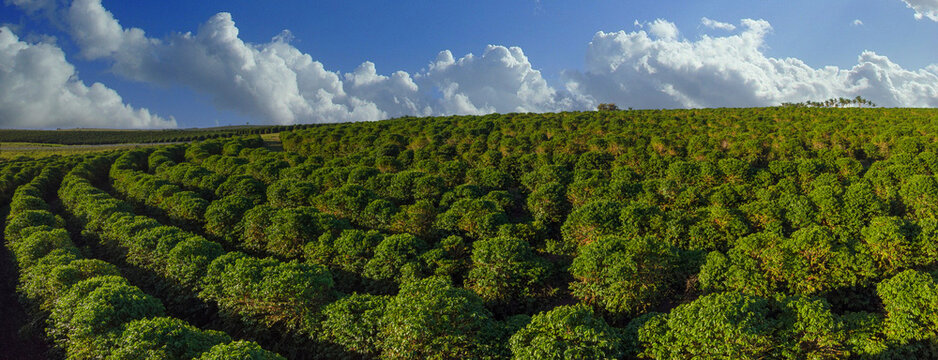 Beautiful coffee plantation, grain on the branches