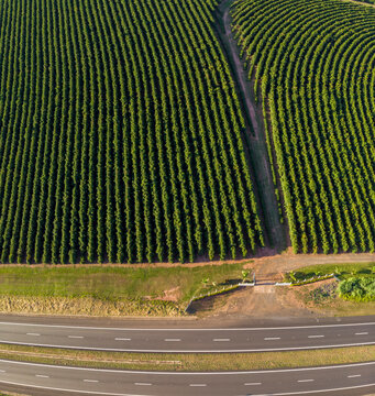 Aerial image of coffee plantation in Brazil