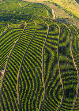 Aerial image of coffee plantation in Brazil