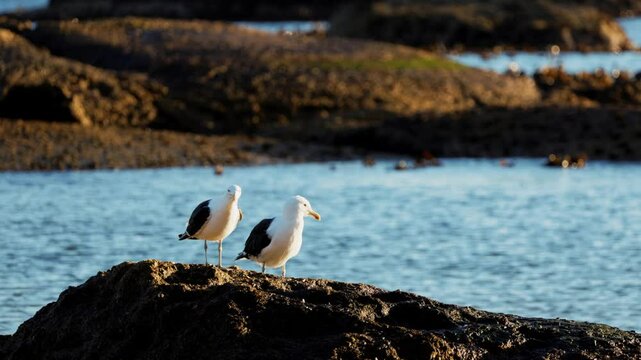 Close up high quality 4k video footage of seagulls mating walking feeding processes captured Cape's coast, Simon's Town beach boulders, salt water in background near Cape Town, South Africa