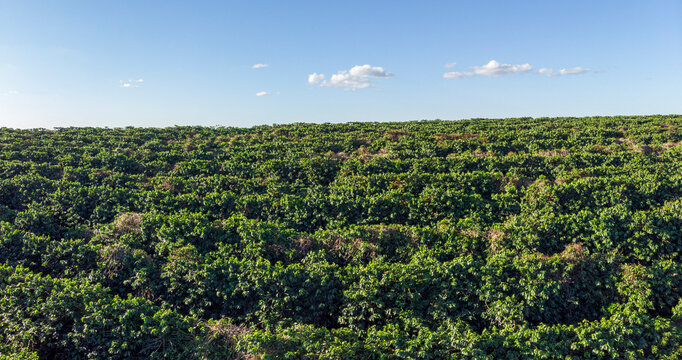 Aerial image of coffee plantation in Brazil