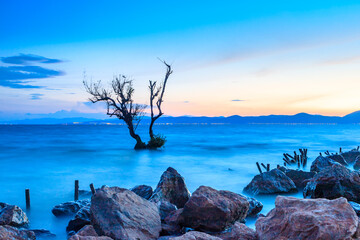 Tree in the lake with lakeside view by Dianchi Pond in Kunming, Yunnan Province