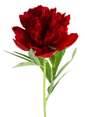 Beautiful dark red peony flower with leaves isolated on a white background