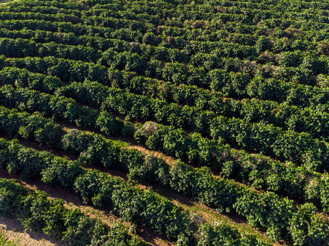 Aerial image of coffee plantation in Brazil