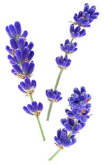 Three different branches of lavender flowers isolated on a white background, top view. Alternative medicine concept. Design element.