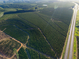 Fototapeta premium Aerial image of coffee plantation in Brazil
