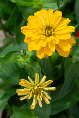 Zinnia is a genus belonging to the Asteraceae family.