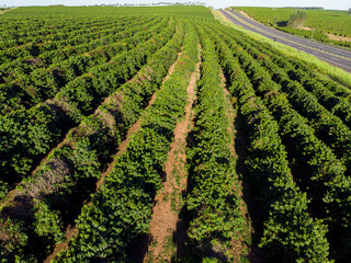 Aerial image of coffee plantation in Brazil
