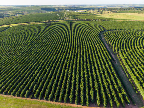 Aerial image of coffee plantation in Brazil