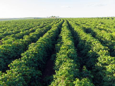 Aerial image of coffee plantation in Brazil