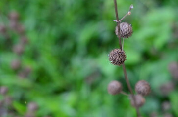 capturing all the pretty flowers in the garden