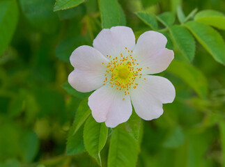 Beautiful close-up of rosa pseudoscabriuscula