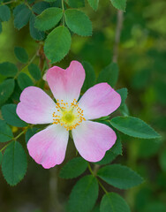 Beautiful close-up of rosa orientalis