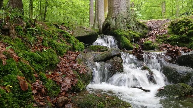 mountain stream flows through lush green forest. natural sound