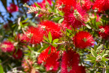 Callistemon citrinus (Callistemon, bottlebrushes) flowers