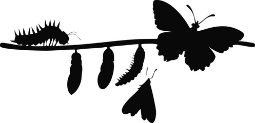Step to down: caterpillar to butterfly silhouette design