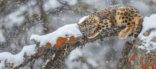 Obraz premium Snow leopard perched gracefully on a rugged rocky outcrop in its natural habitat