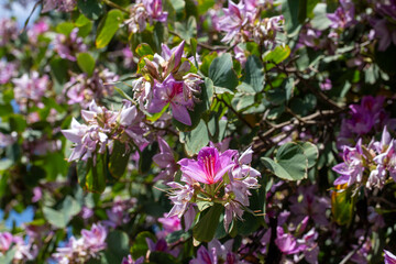 Bauhinia variegata is a species of flowering plant in the Fabaceae.