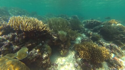 Underwater coral reef teeming with marine life.