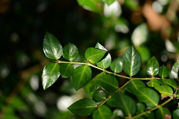 Ardisia crenata showing shiny green leaves, red berries, and thorny stems. A Korean native medicinal plant found in forested areas.
