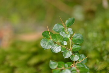 Lasianthus japonicus with spiny branches, white tubular flowers, and red berries. A native Korean medicinal shrub found in forest undergrowth.