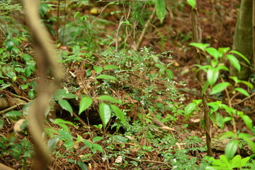 Lasianthus japonicus with spiny branches, white tubular flowers, and red berries. A native Korean medicinal shrub found in forest undergrowth.